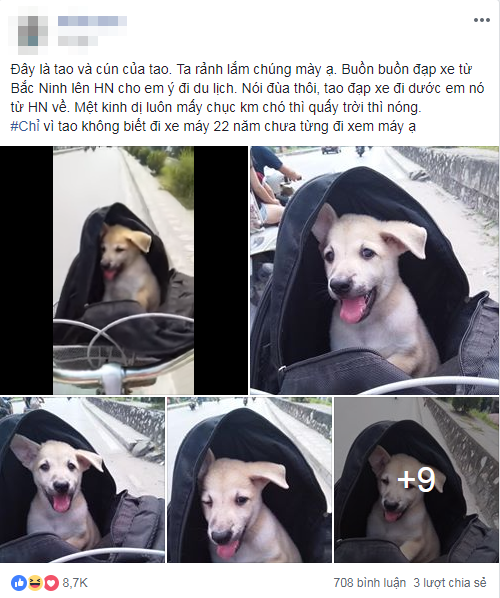 Bài viết nhanh chóng nhận được sự chú ý bởi sự dễ thương vô đối của chú chó.