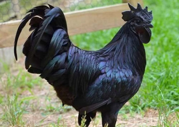 Thông thường, gà Ayam Cemani nặng từ 1,5-2,5kg/con và có giá khoảng 2.500 USD (khoảng 55.000.000 đồng). Đặc biệt, con mái có thể đẻ 60-70 trứng/năm, mỗi quả trứng giá từ 500.000 - 1.000.000 đồng. (Ảnh: Giadinhnet).