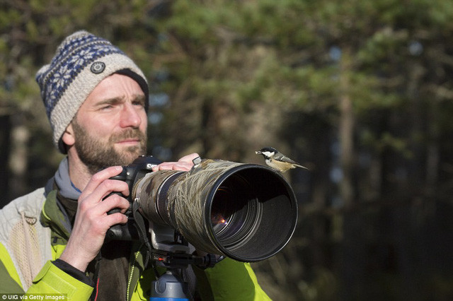 Chim sẻ tìm chỗ đậu.