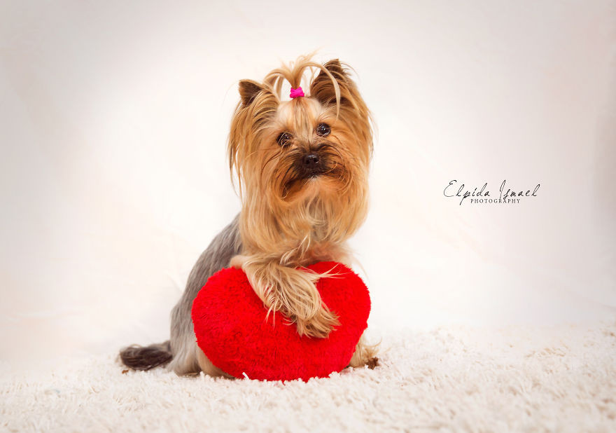Phát ghen với 3 chú chó có bộ ảnh Valentine siêu dễ thương! ảnh 12