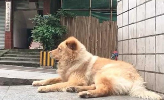 Chú chó luôn nhìn về hướng chủ của mình đi.