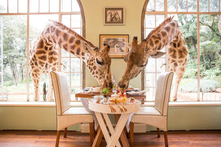 Giraffe Manor, Nairobi, Kenya. Khách sạn nhỏ này là nơi có đàn hươu cao cổ thường xuyên thò cổ qua cửa sổ để tìm kiếm các món ăn của du khách.