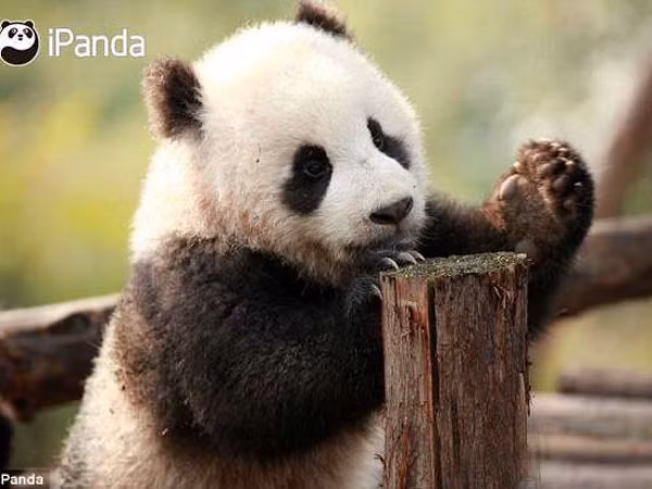 Khoảnh khắc gấu trúc ngái ngủ bị đánh thức thu hút hàng triệu lượt xem ảnh 5