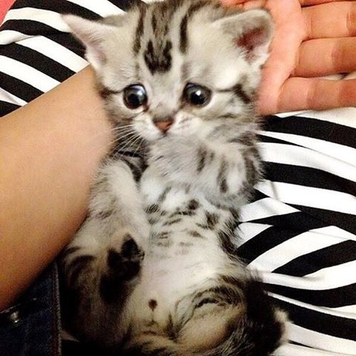 Luhu nhỏ xíu và dễ thương khi mới chỉ là một chú mèo con.