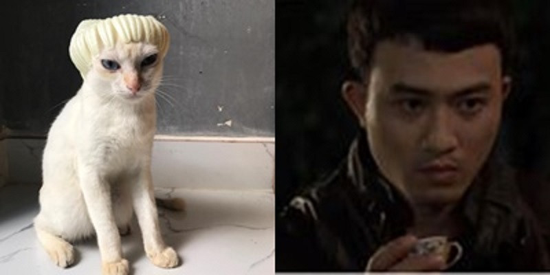 Mèo anh Cảnh bắt trend Quỳnh búp bê!
