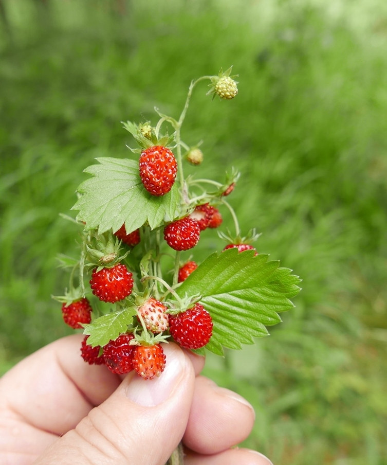 Thời điểm này trùng với mùa dâu dại ở Bắc Mỹ.