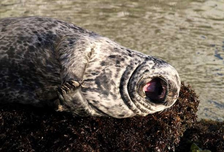 Nụ cười sảng khoái của một chú hải cẩu.