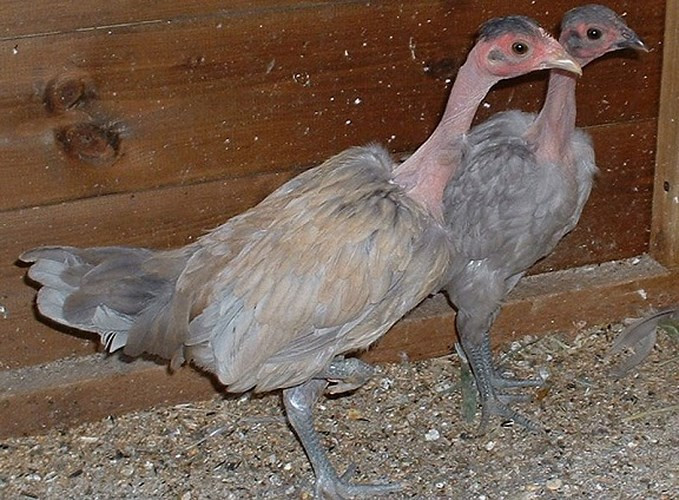 Bà Nguyễn Tâm, chủ một shop gà ở Hà Nội cho hay: Loài gà cổ rắn này có trọng lượng khá lớn giống như gà thường, con trưởng thành có thể đạt trọng lượng đến gần 4kg. (Ảnh: Khoa học & Phát triển).