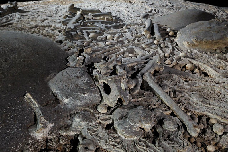 Khi vượt qua “bức tường Việt Nam” có thể thấy ánh sáng bên ngoài cửa hang, chứng kiến 1 bộ xương sơn dương bị hoá thạch nằm trên một mỏm đá cao trong hang.