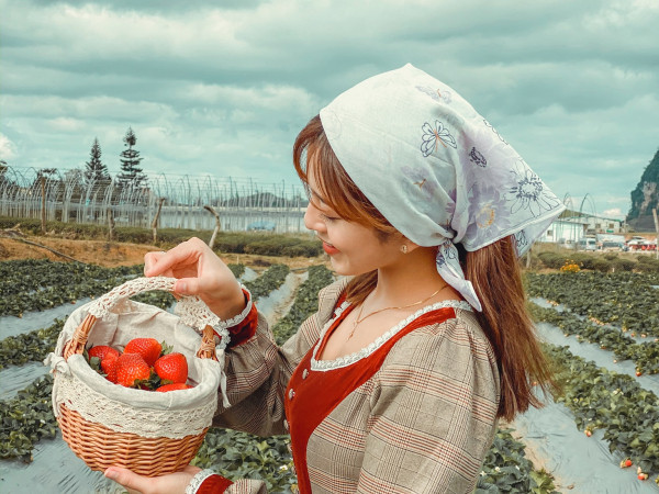 Ở đây các bạn không mất vé vào vườn nhé, chỉ mất tiền nếu các bạn hái dâu mua mang về thôi