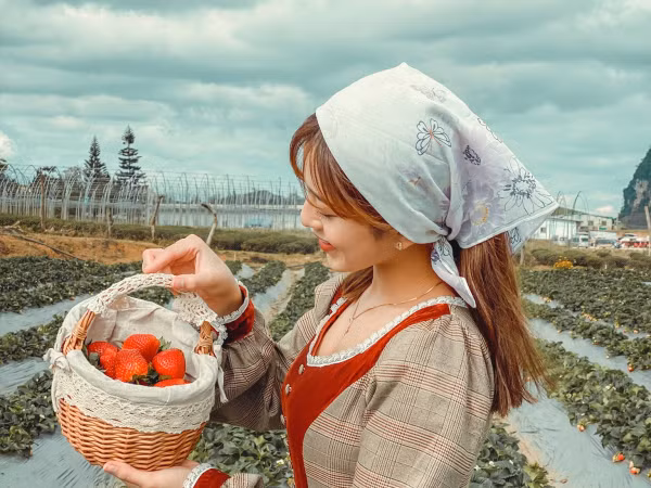 Ở đây các bạn không mất vé vào vườn nhé, chỉ mất tiền nếu các bạn hái dâu mua mang về thôi