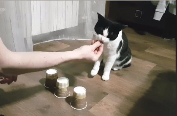 "Sen" đâu, muốn chơi tiếp phải cho tôi ăn.