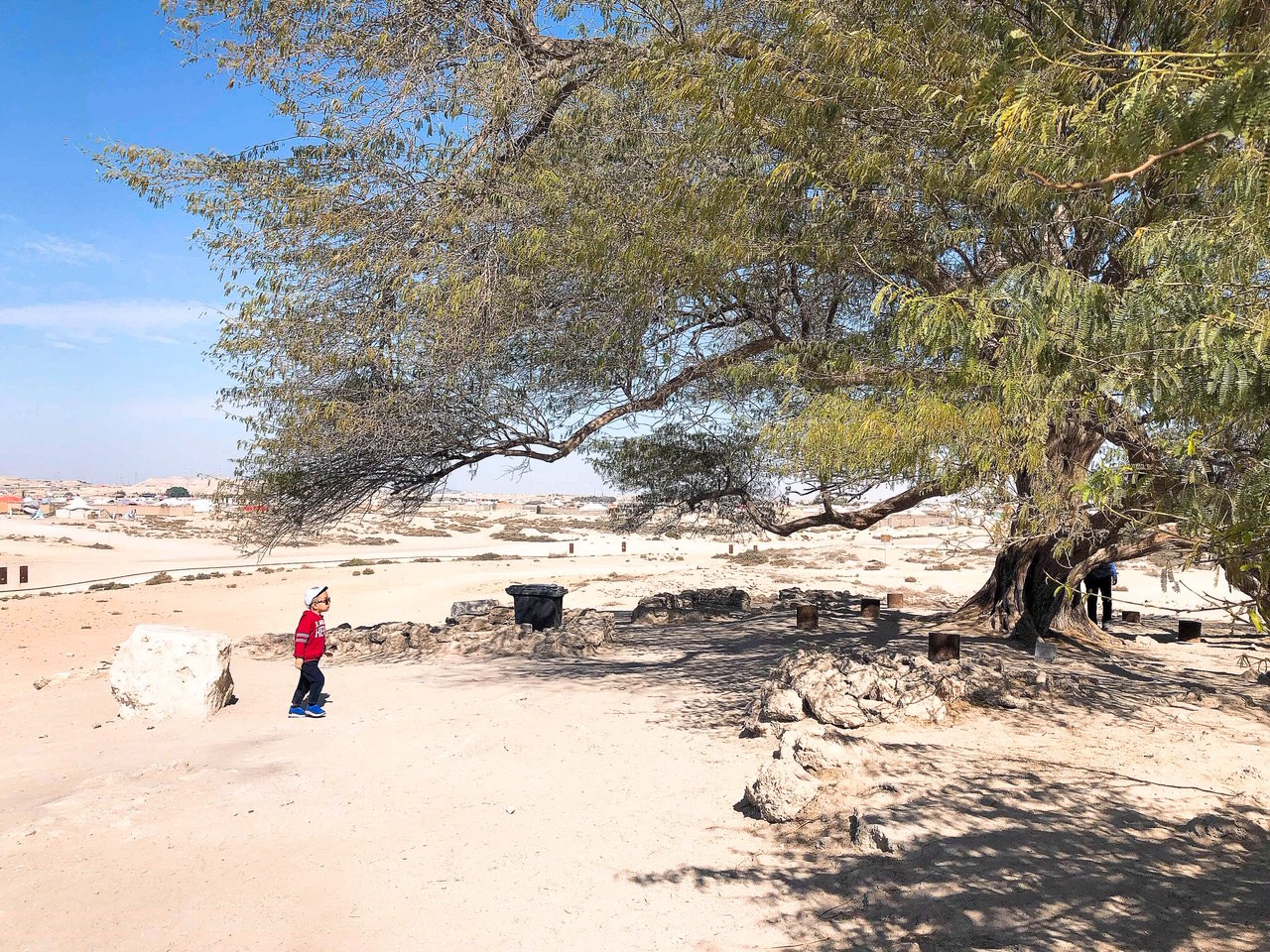 Cái cây của sự sống