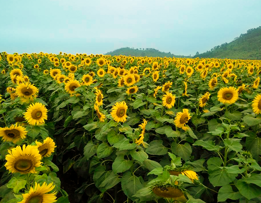 Hoa hướng dương được trồng thành những hàng dài tít tắp đến tận chân trời.
