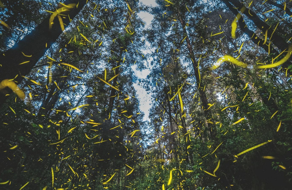 Ảnh: Shutterstock.