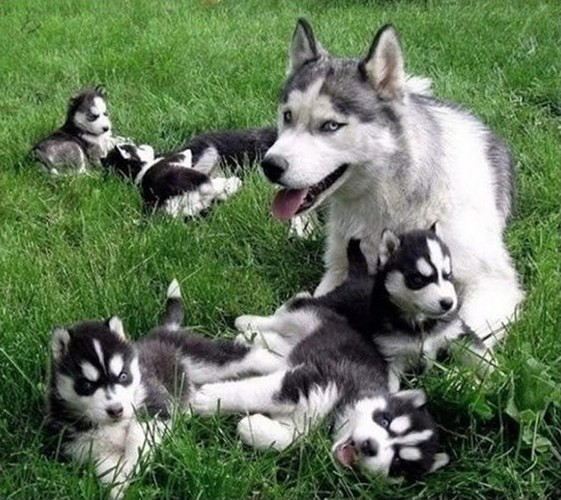 Chó mẹ Huskies vui đùa cùng đàn con trên bãi cỏ.