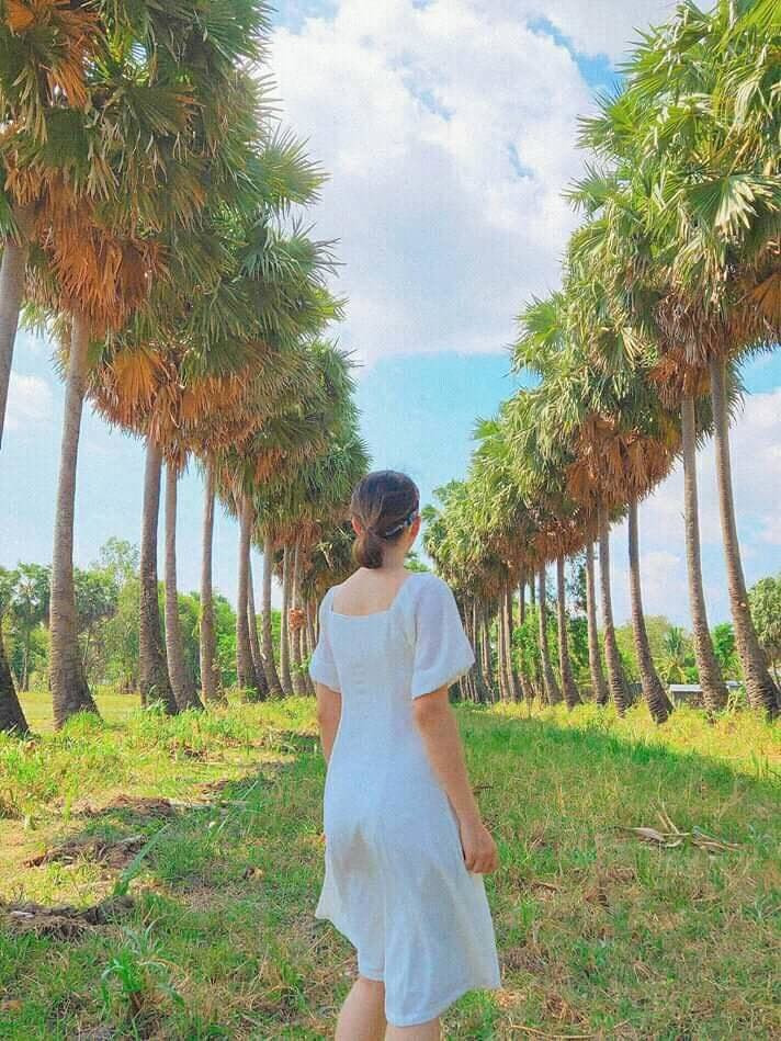 Hàng cây thốt nốt đẹp như tranh vẽ.