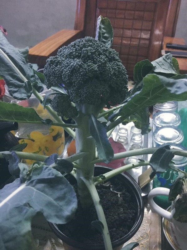 Một cư dân mạng khác có chung ý tưởng với chủ nhân của chậu su hào.