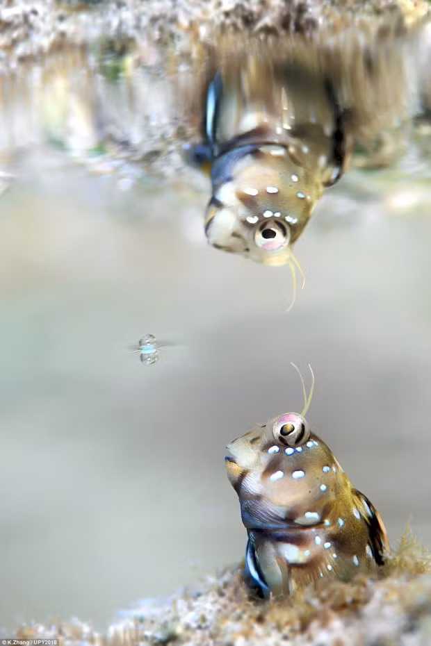 Bức ảnh có tiêu đề “Bubble” được thực hiện bởi nhiếp ảnh gia Trung Quốc, K.Zhang. K.Zhang vô tình bắt gặp khoảnh khắc thú vị khi một con cá Blenny ở Yakushima, Nhật Bản đang “soi minh” trong gương.