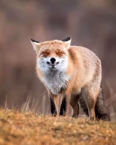 Bạn thấy chú cáo đang nhe nanh này đáng yêu hay đáng sợ?