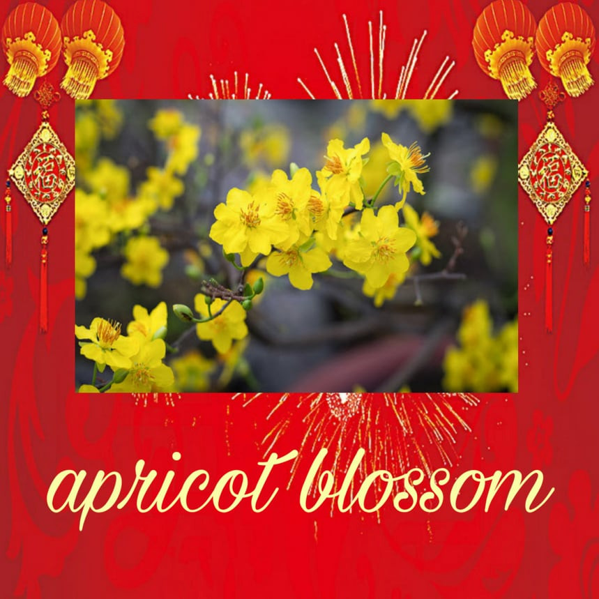 Apricot blossom /ˈeɪ.prɪ.kɒt ˈblɒs.əm/: Hoa mai