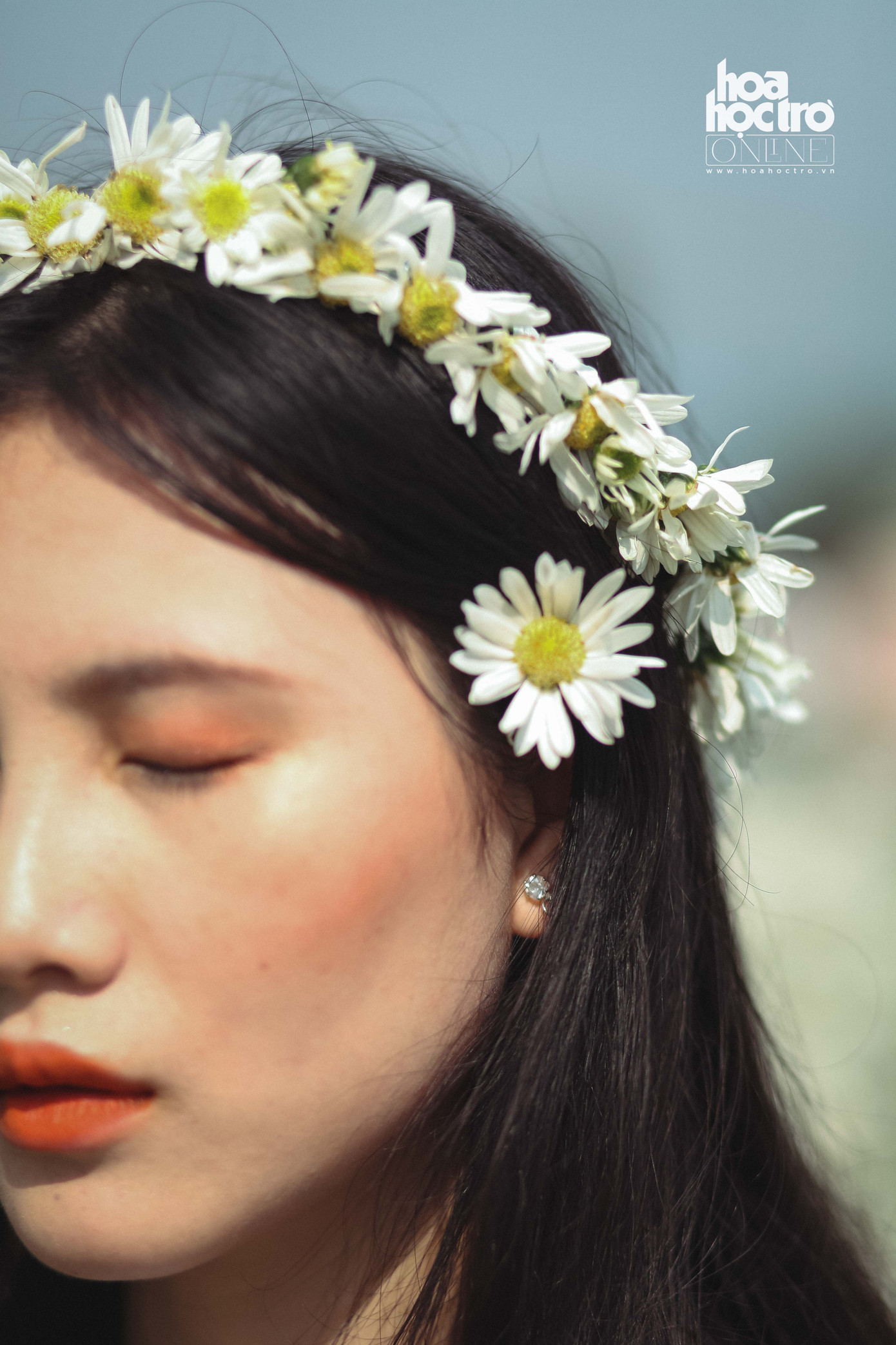 Đông chưa về, nhưng cúc họa mi đã len lỏi khắp phố phường Hà Nội! ảnh 10