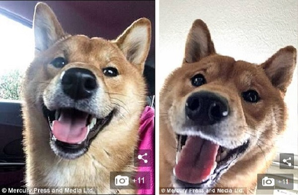 Chú chó nổi tiếng trên MXH vì lúc nào cũng cười tươi như hoa ảnh 5