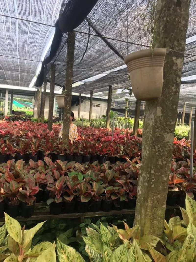 Chụp vườn cây hay chụp người đây?