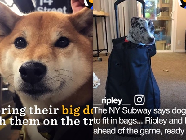 Những bộ mặt khó chịu khi phải ở trong 1 cái túi đây.