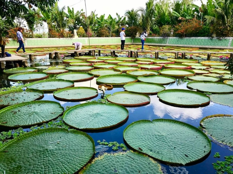 Loài sen vua trong khuôn viên chùa Phước Kiển.