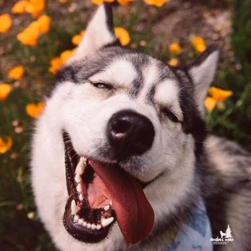 Tươi không cần tưới!