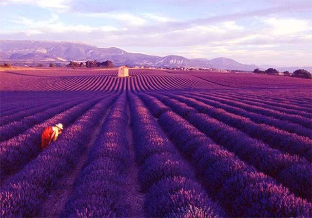 Cánh đồng hoa oải hương tím hút tầm mắt tại Provence, Pháp. Ảnh: Worldtoptop.