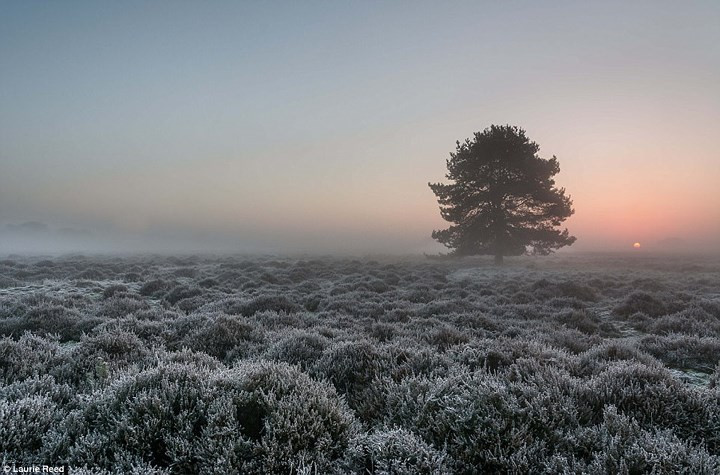Băng tuyết phủ trắng các ngọn cây khi bình minh lên ở khu bảo tồn thiên nhiên Lincolnshire, Anh.