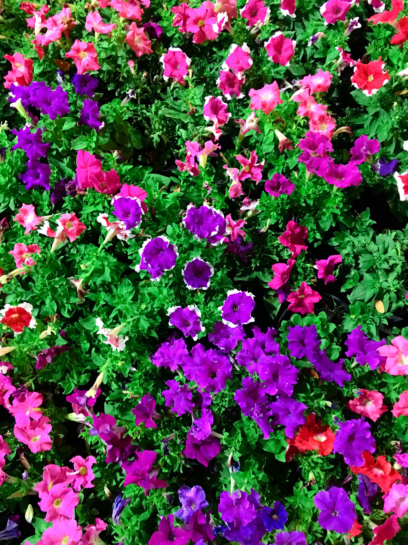 "Đặc sản" của đường hoa