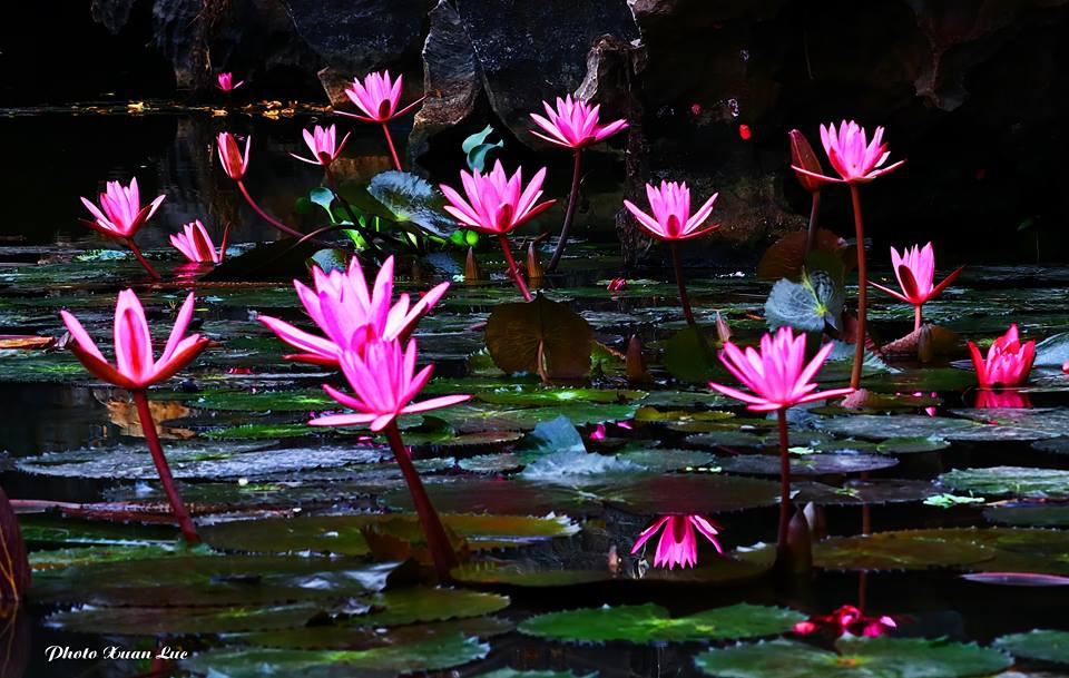 Hoa súng và vùng sông nước nơi đây cũng là một món quà mà thiên nhiên ban tặng.