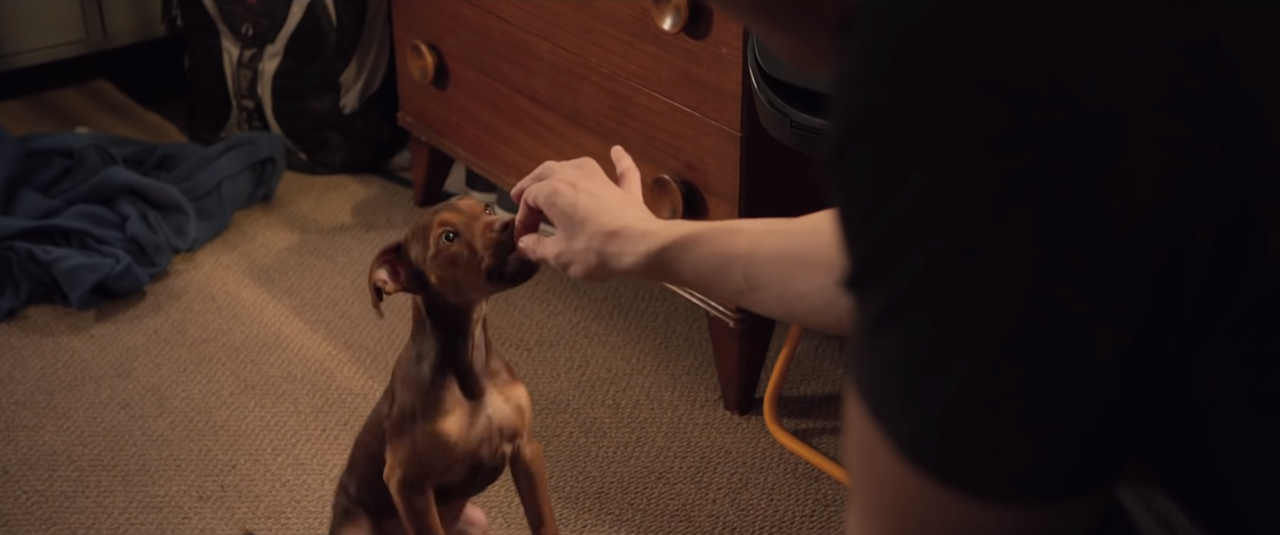 Trò chơi đi tìm miếng phô mai béo ngậy là tất cả “đam mê” của cô cún