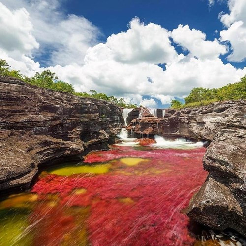 Con sông Cano Cristales đầy màu sắc ở Colombia