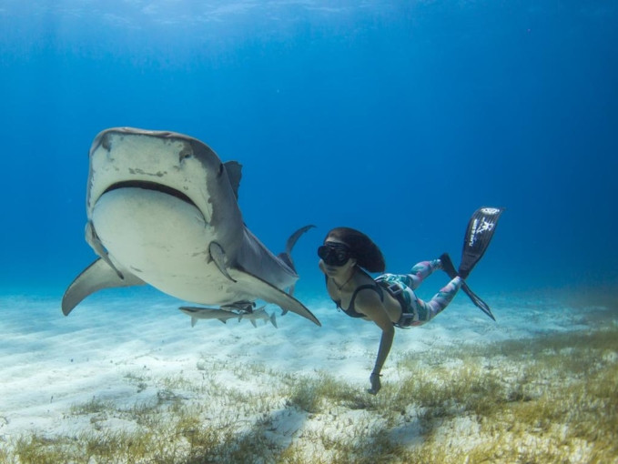 Không có vẻ ngoài thân thiện, đã vậy còn sở hữu một hàm răng sắc nhọn nhưng Madison cho biết 99% cá mập đều sợ con người.