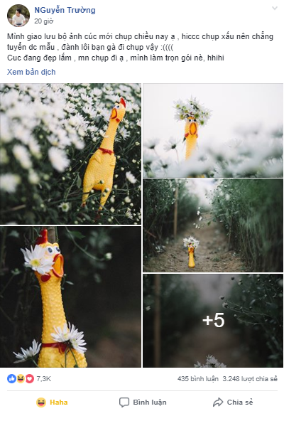 Vì ế khách, nhiếp ảnh gia gây bão với bộ ảnh &quot;Gà nhựa hốt hoảng bên cúc họa mi&quot;.