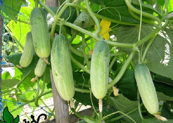 …hay một loại Dưa nào đó?