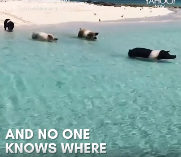 Nơi thiên đường nghỉ dưỡng của những chú lợn đặc biệt nhất thế giới.