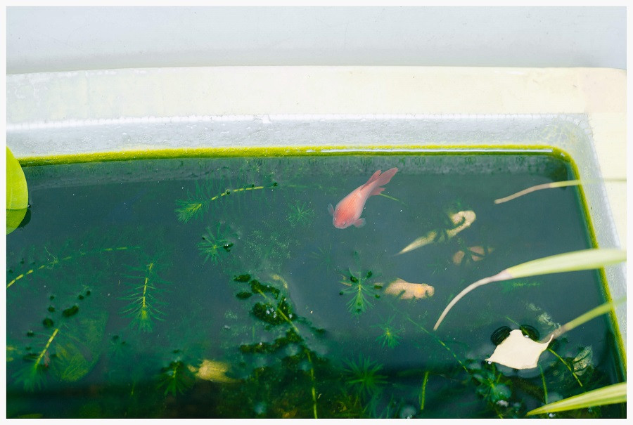 FB Thu Thảo bình luận: "Sau này, tớ cũng muốn xây một ngôi nhà giống vậy, có bể cá con như thế này thì tuyệt quá!".