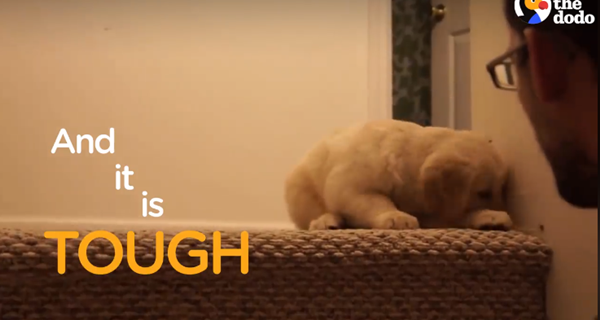 "Ba ơi thôi mà, con không đi được đâu". Cậu bé đã giấu cả mặt rồi kìa.