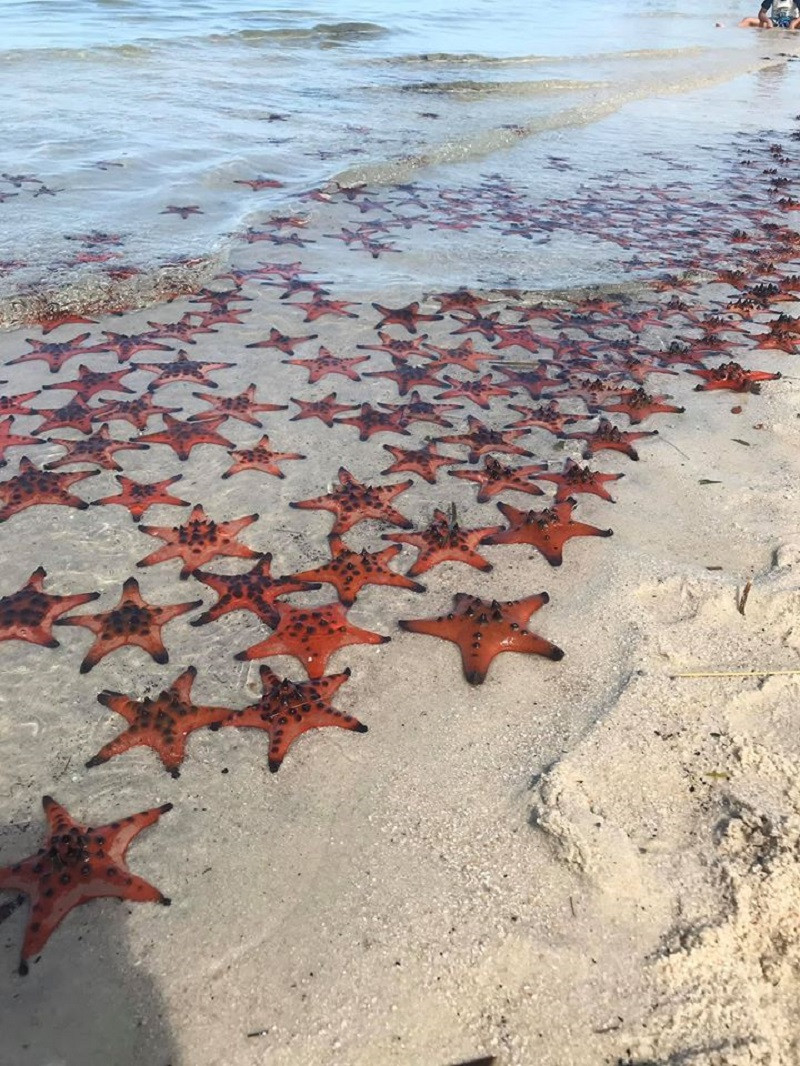 Rạch Vẹm được mệnh danh là "vương quốc sao biển".