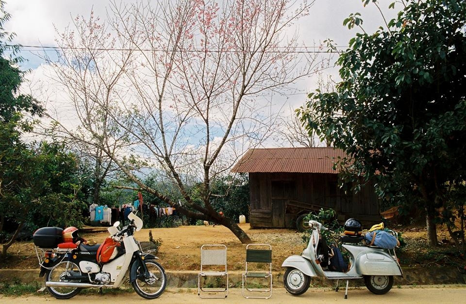 Mai anh đào ở khắp mọi nơi, tạo nét chấm phá đầy chất thơ trên nền trời. (Ảnh: Trung Hải)