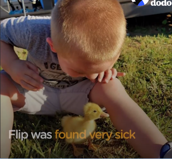 Giờ Beaker đã có thêm bạn nữa rồi, Flip được mẹ của Beaker đón về làm bạn cùng Beaker khi anh ý đang rất ốm yếu.