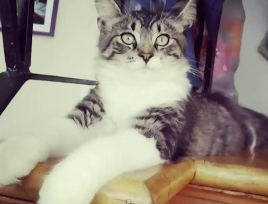 Nhân vật chính của câu chuyện, chú mèo Baloo.