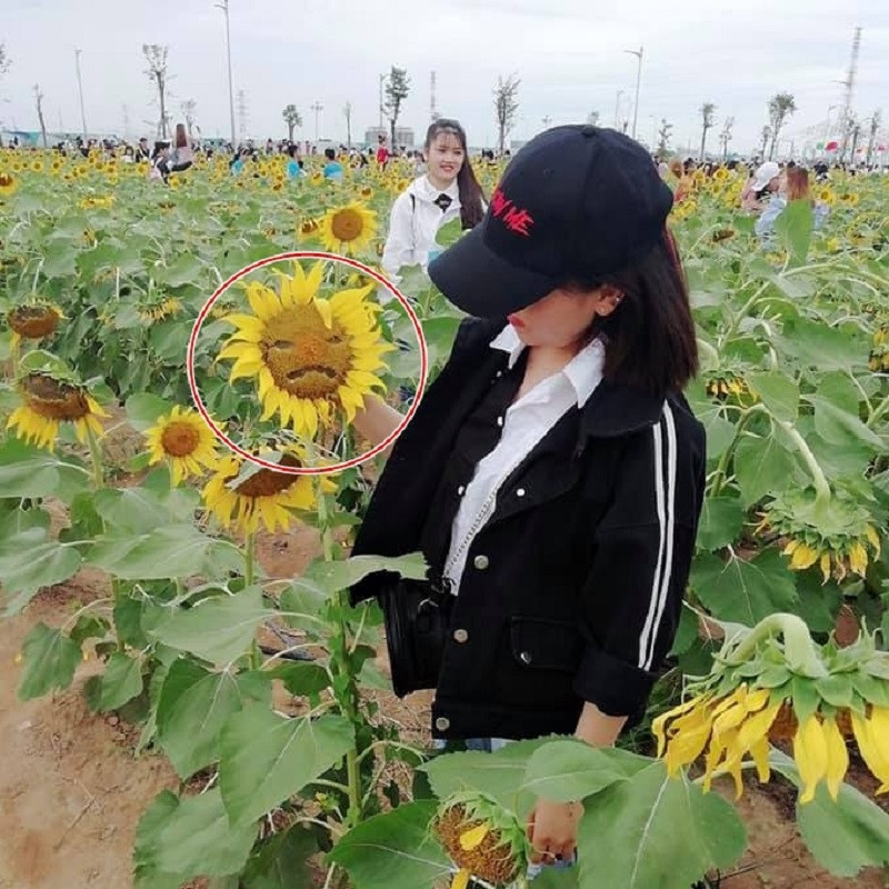 Nhiều bạn trẻ còn cố tình bóc hạt hoa để tạo hình chụp ảnh