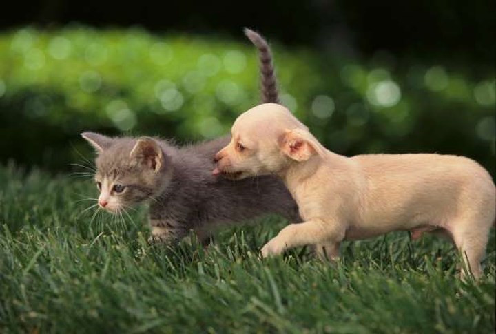 "Thanh mai trúc mã".