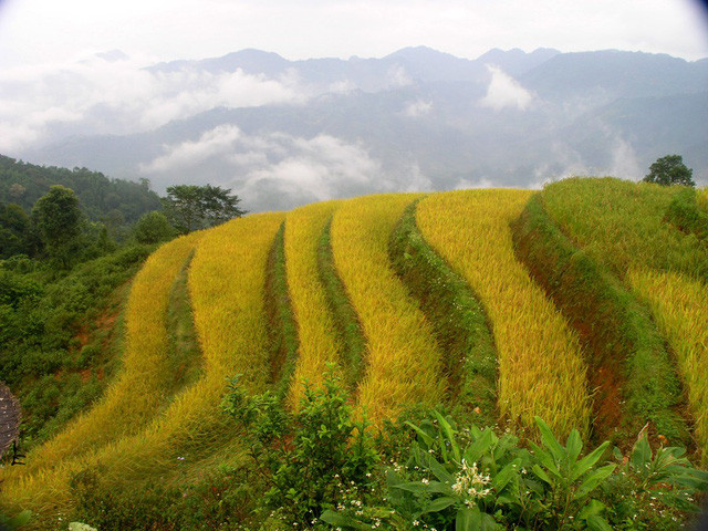 Sắc Thu vàng trên cánh đồng ruộng bậc thang Hoàng Su Phì (Hà Giang).
